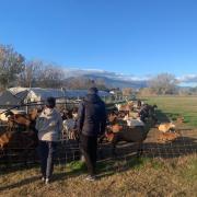 Rencontre avec les animaux de la ferme