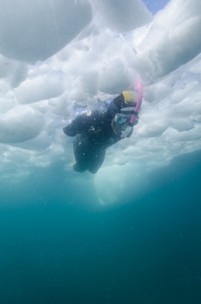 Dolfinu sous la glace.